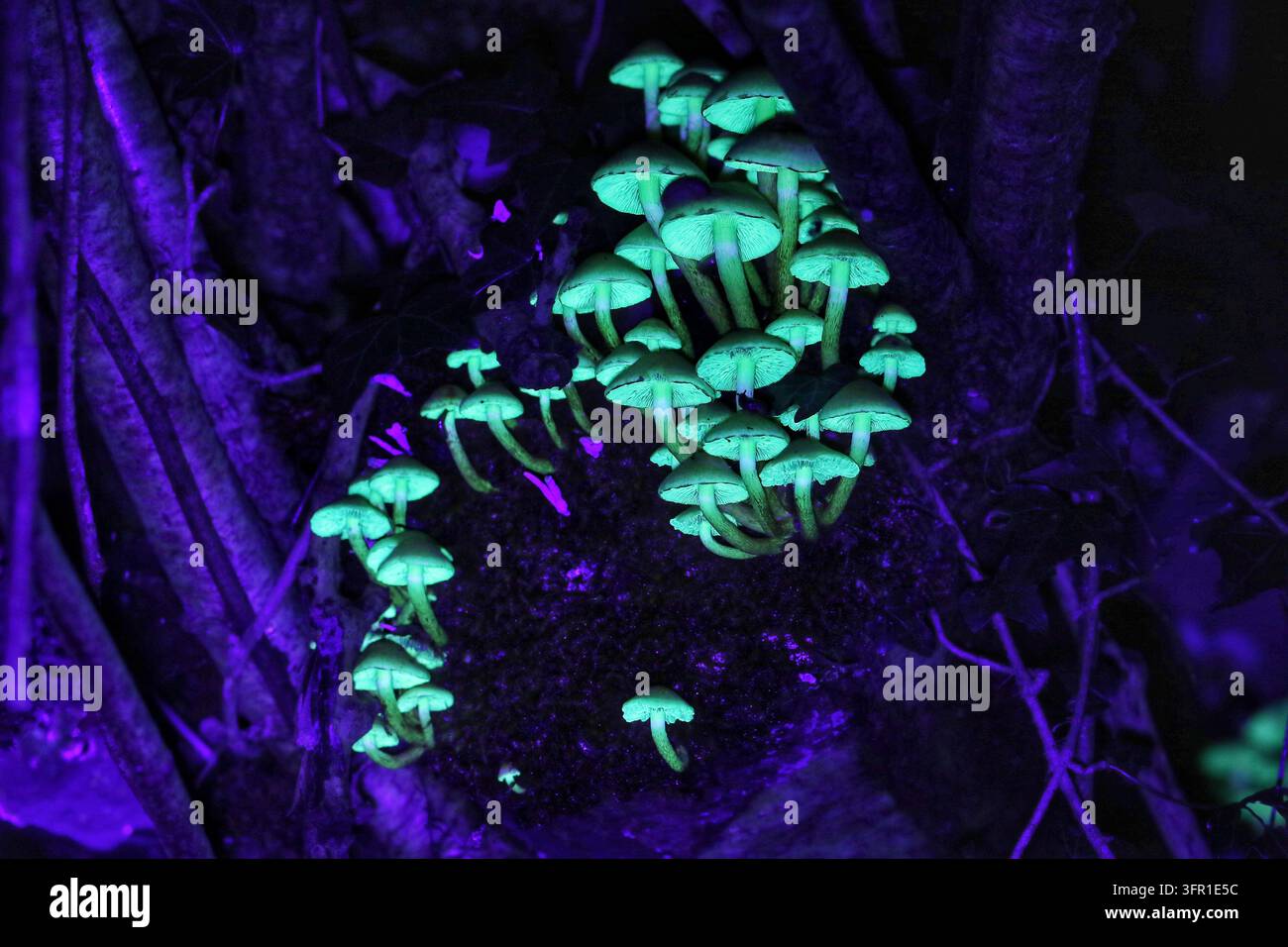 Trombetta di fuoco (Hypholoma fasciculare) fotografata nel Regno Unito Foto Stock