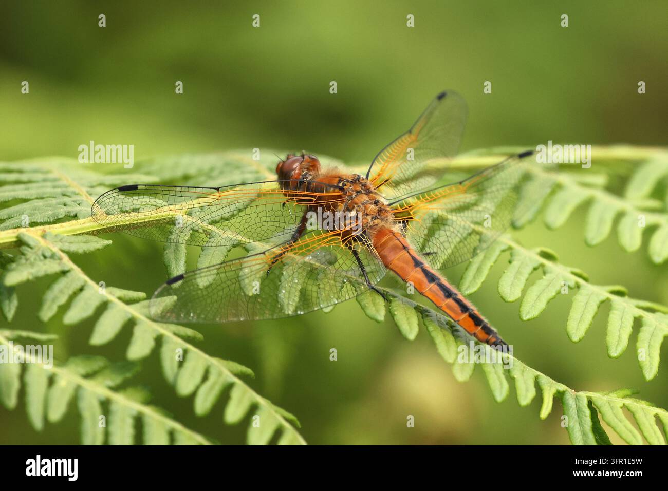 Libellula fulva (Libellula fulva) appollaiata su una foglia di felce con le ali spiegate nella natura, maggio 2026 Foto Stock