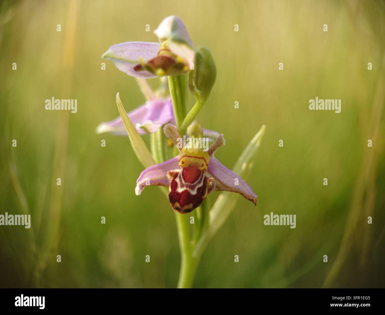 Orchidea ape (Ophrys apifera) in natura, Mendip Hills, Somerset, Regno Unito, giugno 2023 Foto Stock