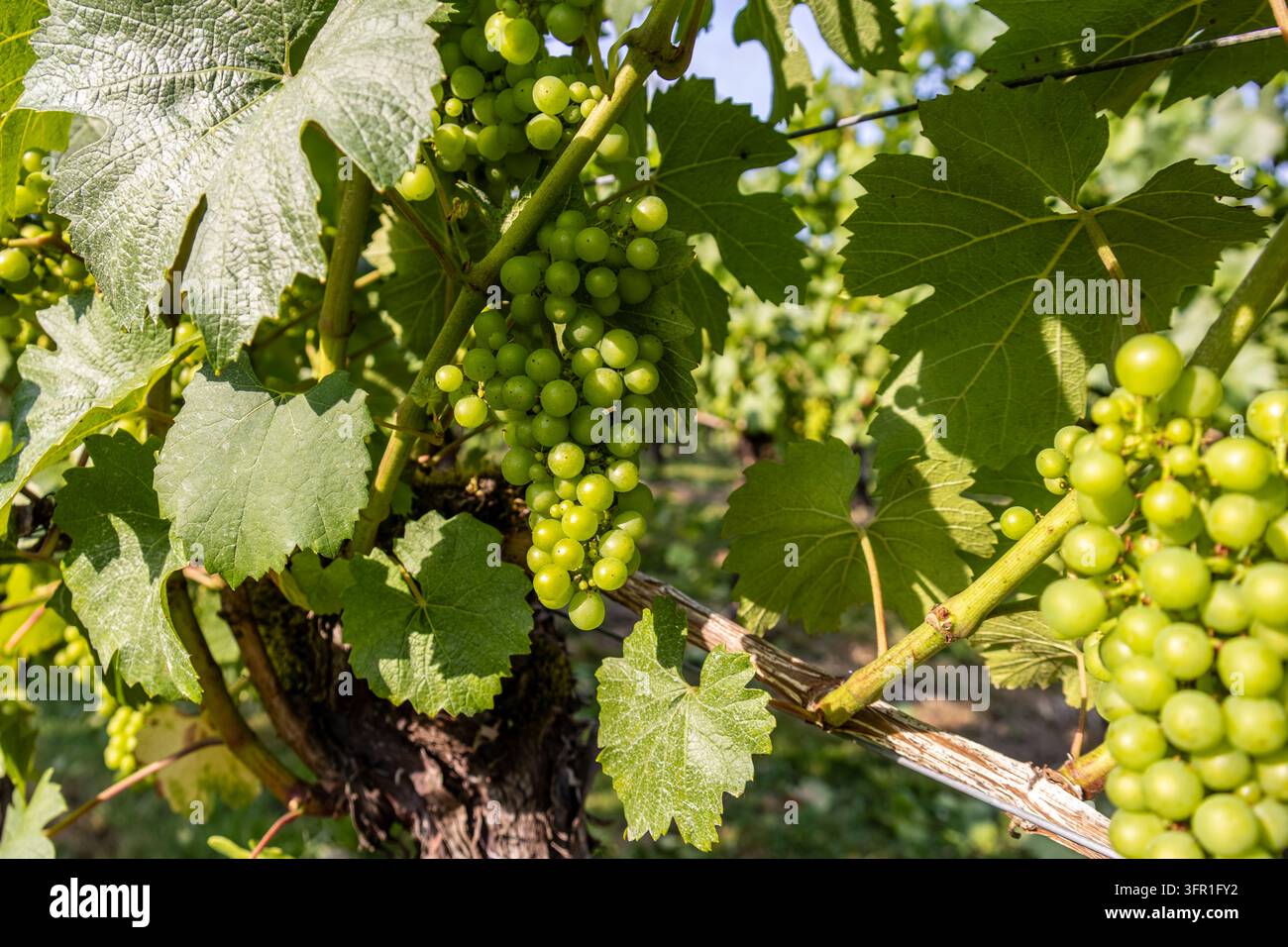 Grappolo di uva verde Vitis vinifera appeso alla vite alla luce del sole in un vigneto della Columbia Britannica, Canada Foto Stock