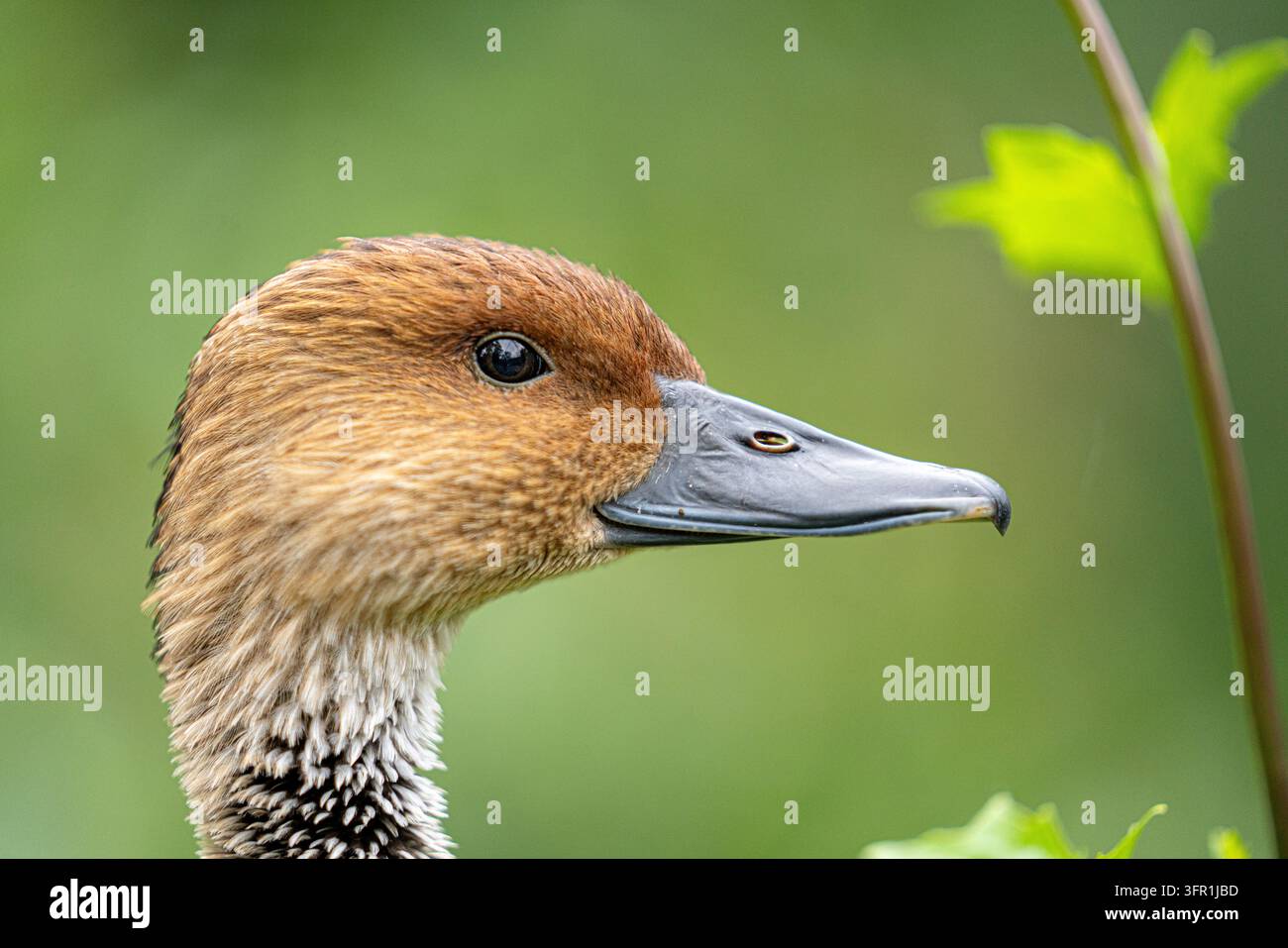 Prima vista del ritratto di testa di un'anatra fischiante fulva di profilo su uno sfondo verde Foto Stock