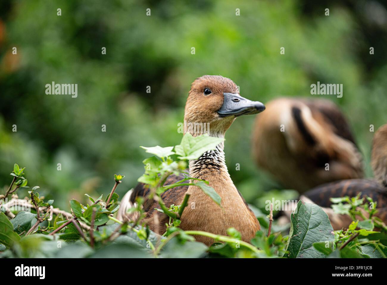Anatra fischiatrice fulva che sbircia sopra foglie verdi con altre anatre che si riposano dietro Foto Stock