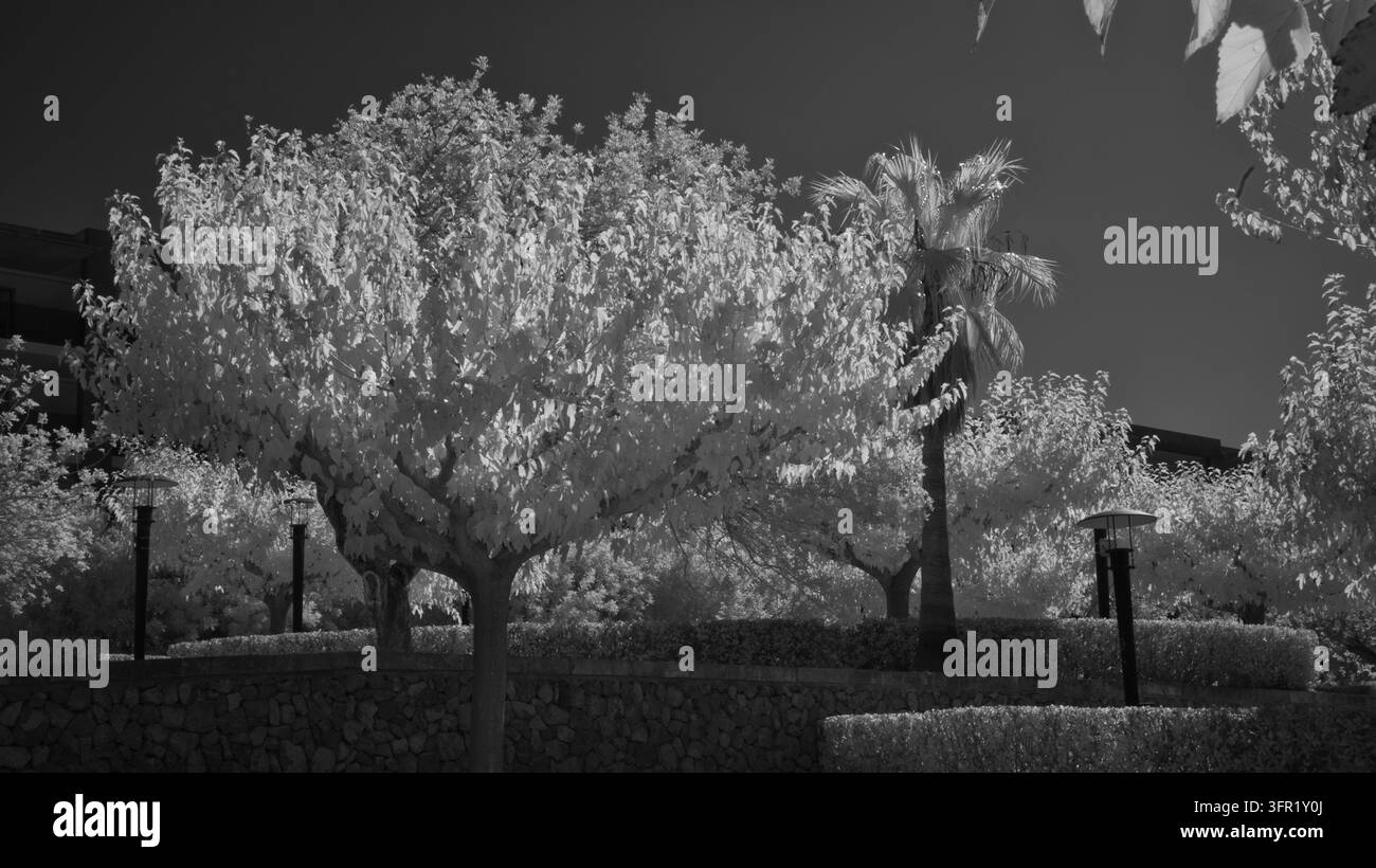 Una fotografia monocroma a infrarossi che cattura una scena di giardino serena a Maiorca, in Spagna. I soggetti principali sono alberi con una chioma luminosamente illuminata, un Foto Stock