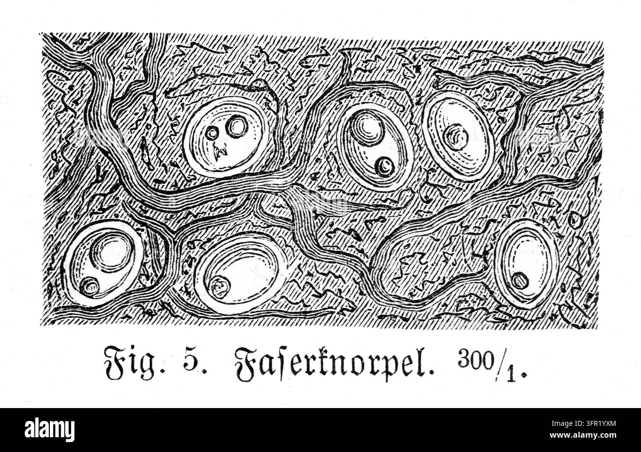 Vista microscopica del fibrocartilagine, struttura biologica dettagliata, illustrazione scientifica, incisione del XIX secolo. Foto Stock