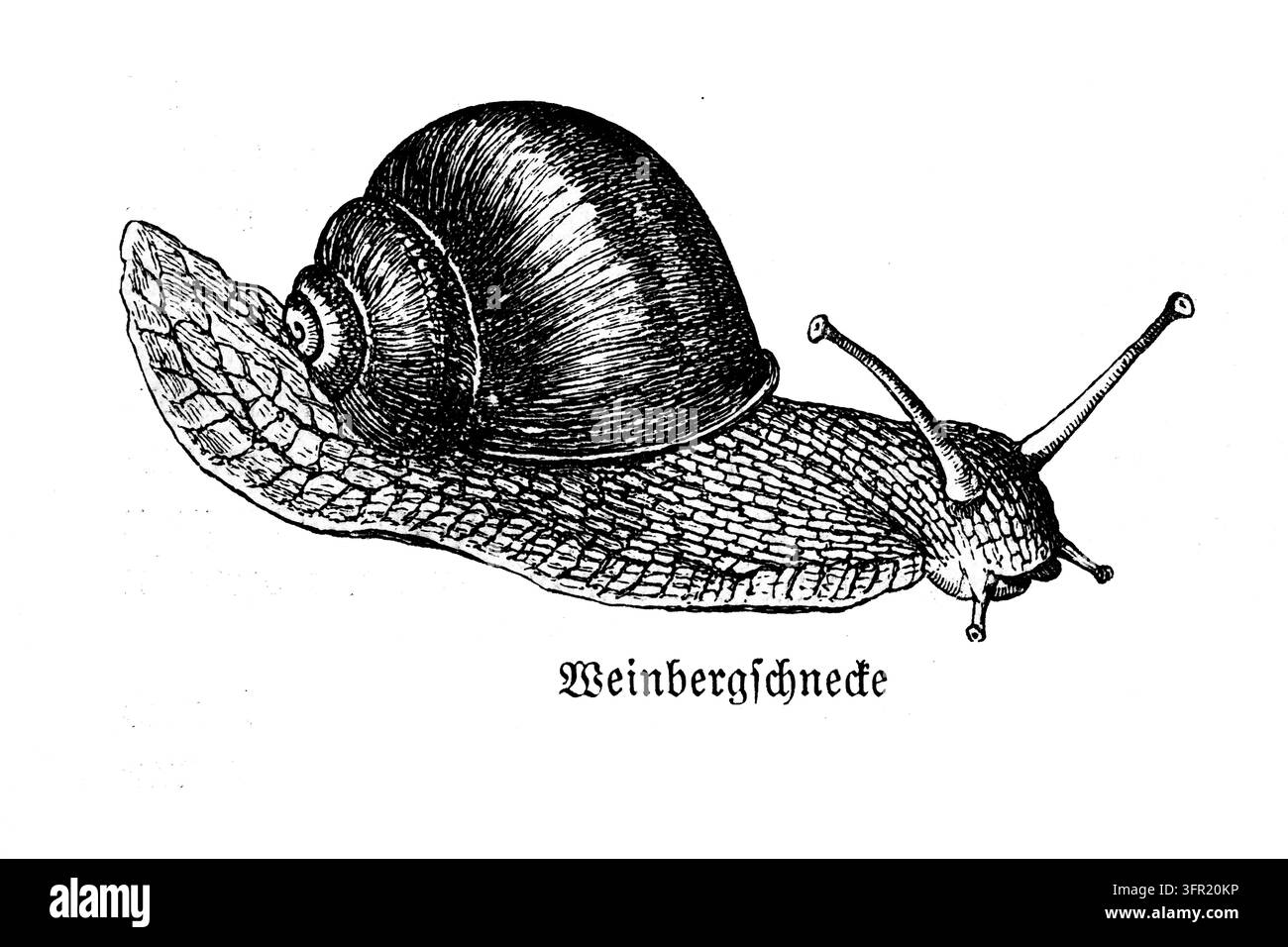 Lumaca romana che striscia, studio naturalistico dettagliato, sfondo bianco, incisione del XIX secolo. Foto Stock