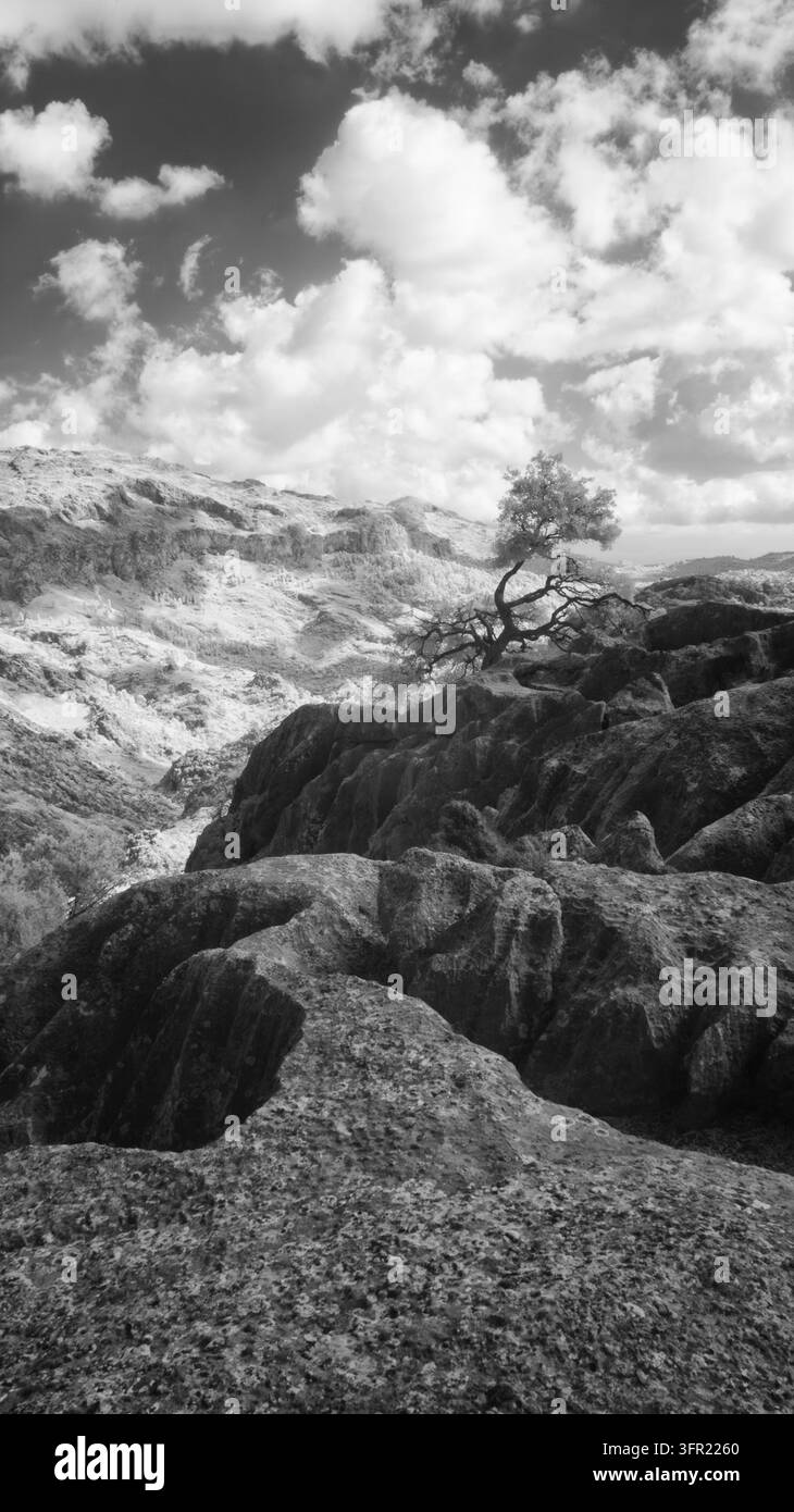 Una fotografia a infrarossi in bianco e nero cattura un paesaggio montuoso aspro a Maiorca, in Spagna. Un albero solitario e nodoso si erge in modo prominente su un Ro Foto Stock