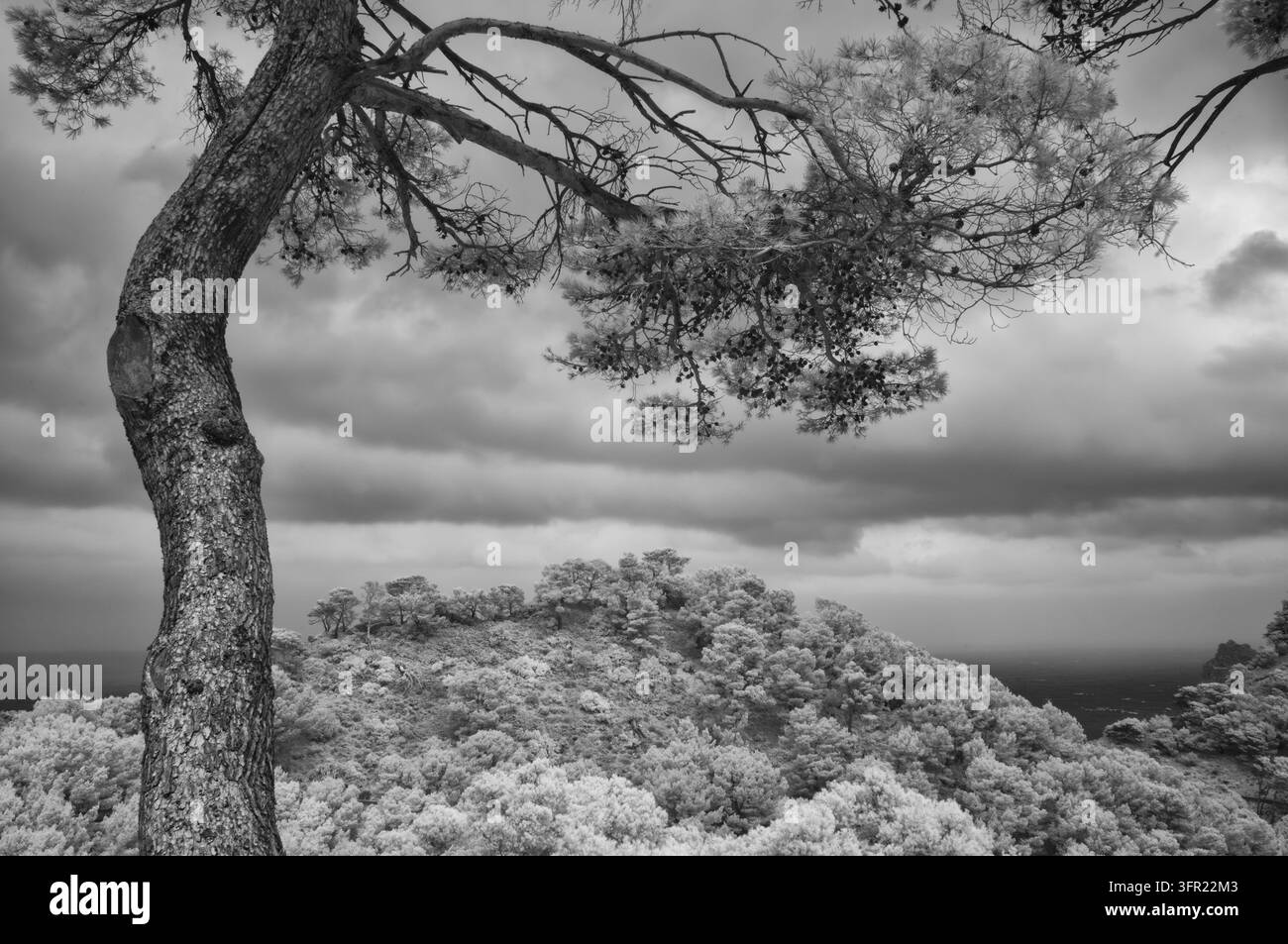 Una fotografia a infrarossi in bianco e nero che mostra un pino prominente in primo piano, con il suo tronco ruvido e i rami che incorniciano un primo piano denso Foto Stock