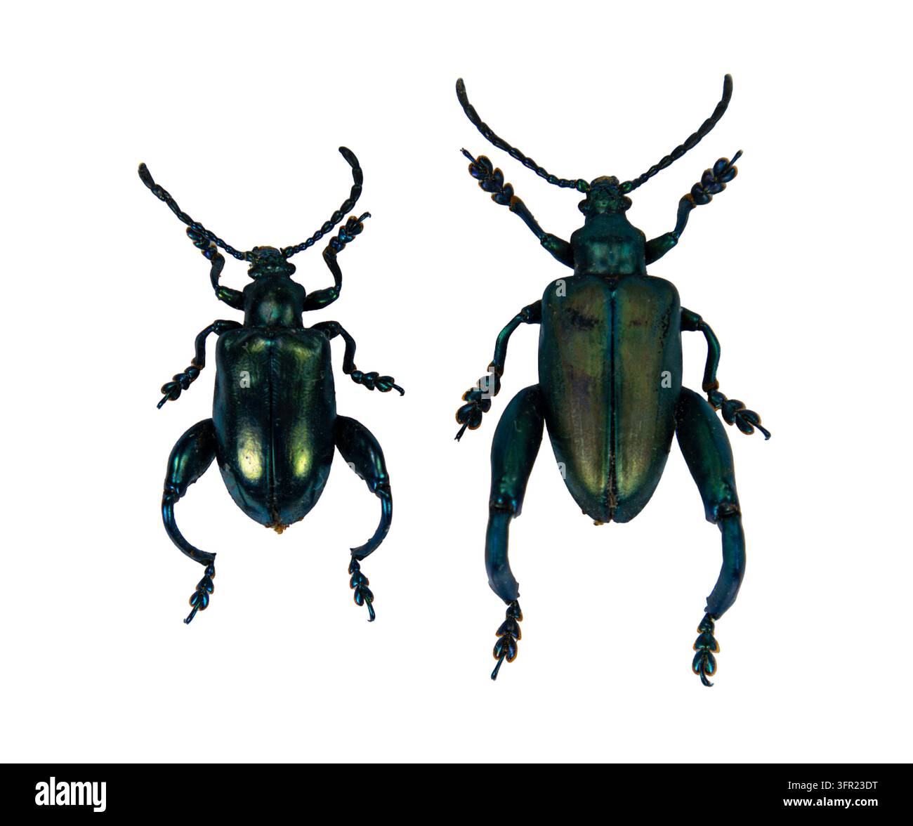 Coppia di scarabei metallici iridescenti con zampe da rana Sagra femoralis isolati su sfondo bianco Foto Stock