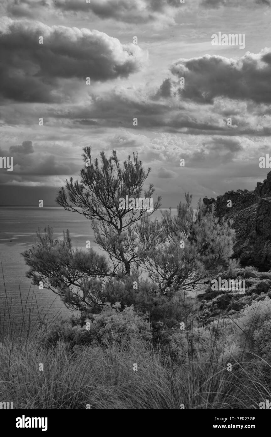Fotografia monocromo a infrarossi che cattura un paesaggio costiero drammatico a Maiorca, Spagna. Il soggetto principale è un gruppo di pini resistenti e costa Foto Stock