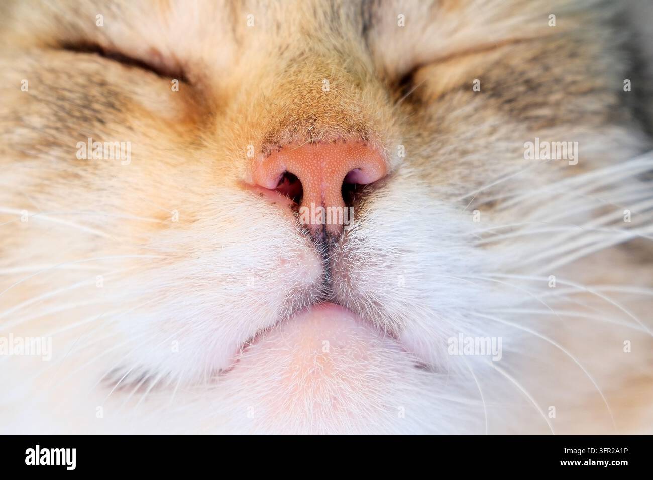 Prima piano del naso e dei baffi di un gatto dormiente che mostra il muso rosa e la pelliccia morbida Foto Stock