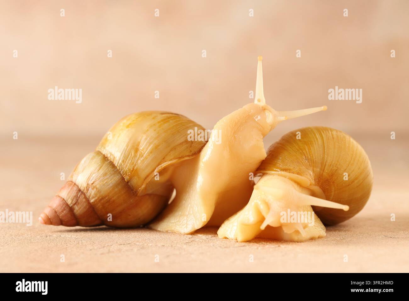 Concetto di vita lenta e pazienza, due enormi lumache terrestri africane che si muovono insieme su uno sfondo beige strutturato per la fotografia naturalistica e della fauna Foto Stock