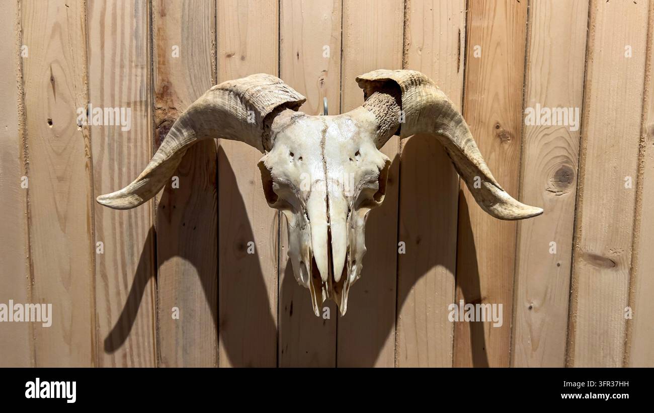 Teschio di Ovis aries con corna curve montato su un pannello di legno, che illustra l'anatomia delle pecore, l'eredità animale e le esposizioni di esemplari museali. Foto Stock