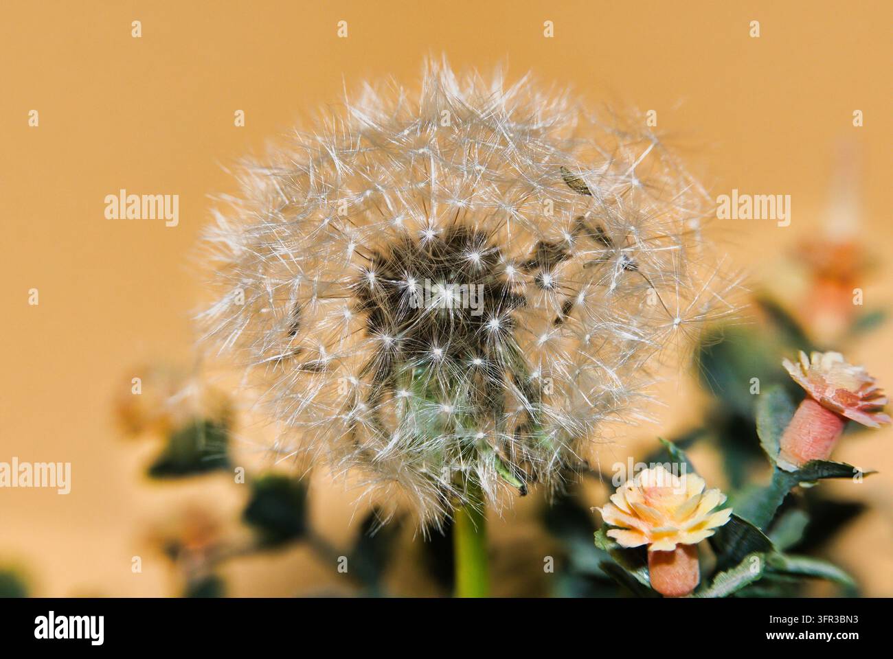 Capolino di tarassaco intatto con delicate sementi bianche nella natura Foto Stock