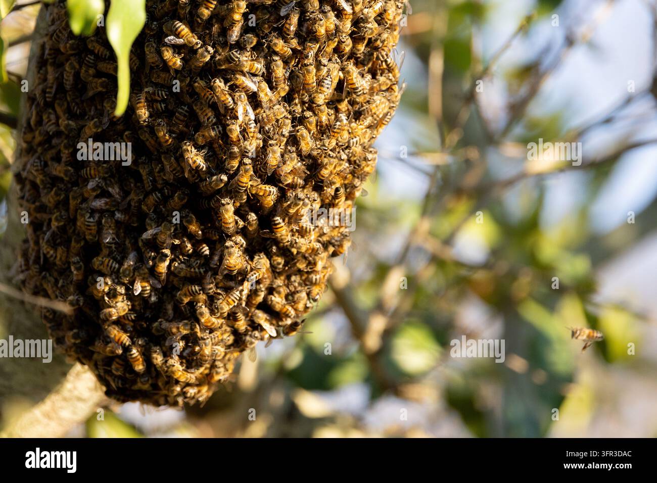 Un alveare di api africane nella natura Foto Stock
