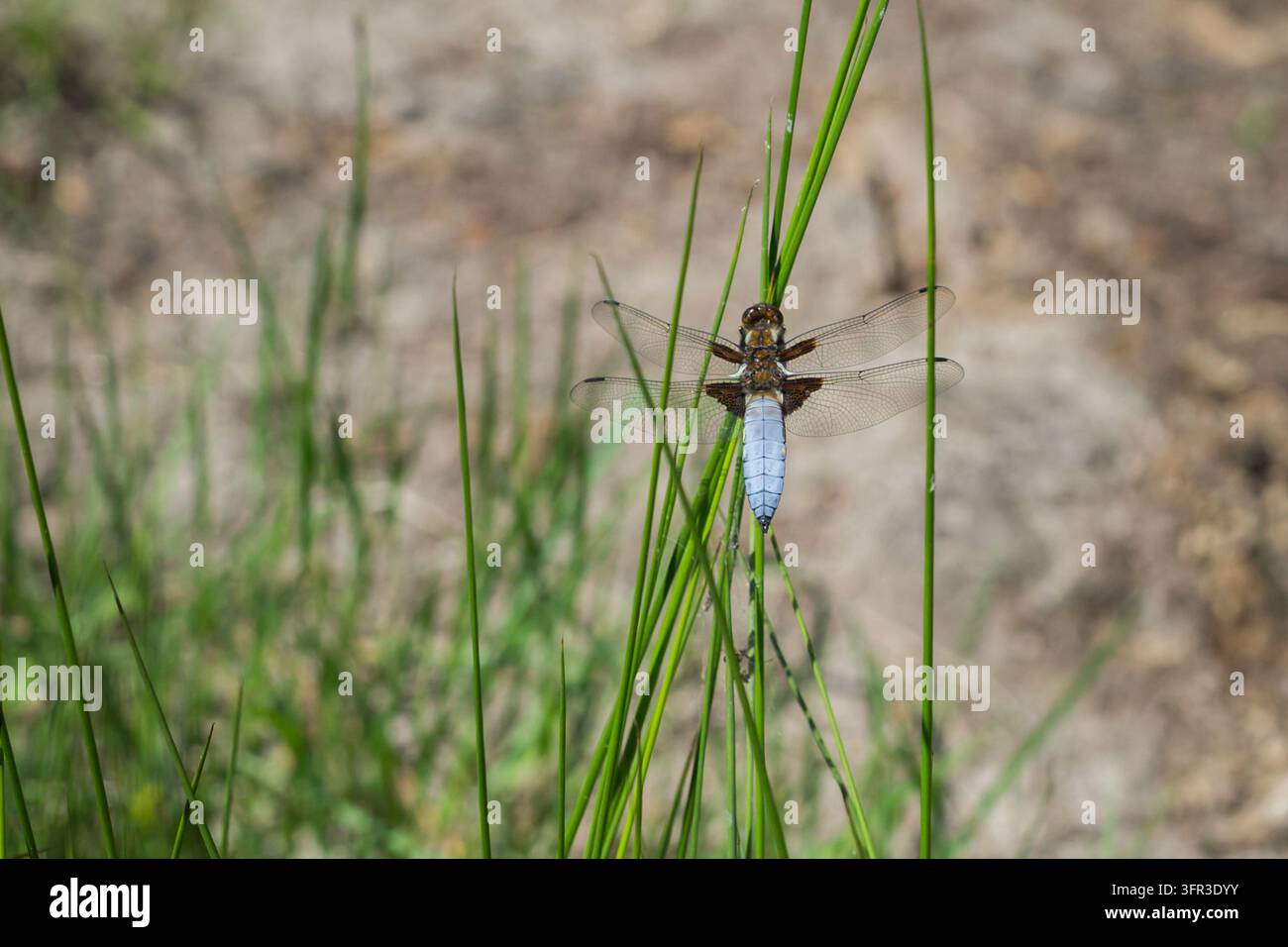 Libellula dal corpo largo (Libellula depressa) con un addome blu pallido appollaiata su uno stelo d'erba in un habitat naturale Foto Stock