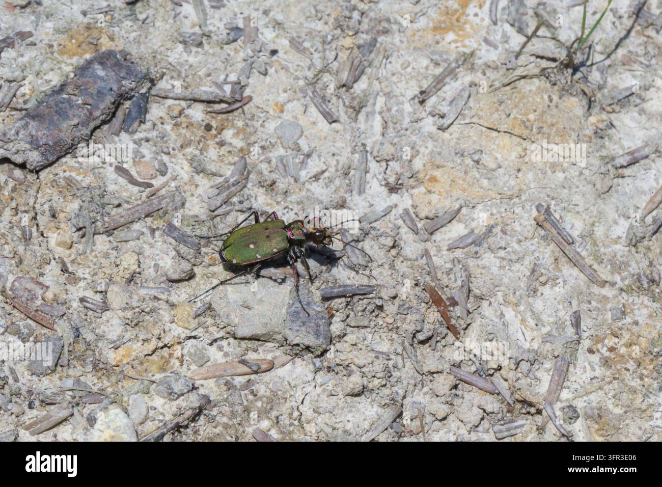 Coleottero tigre del campo con elitre verdi metallici che riposa su terreno roccioso pallido tra piccole pietre e frammenti di piante secche Foto Stock