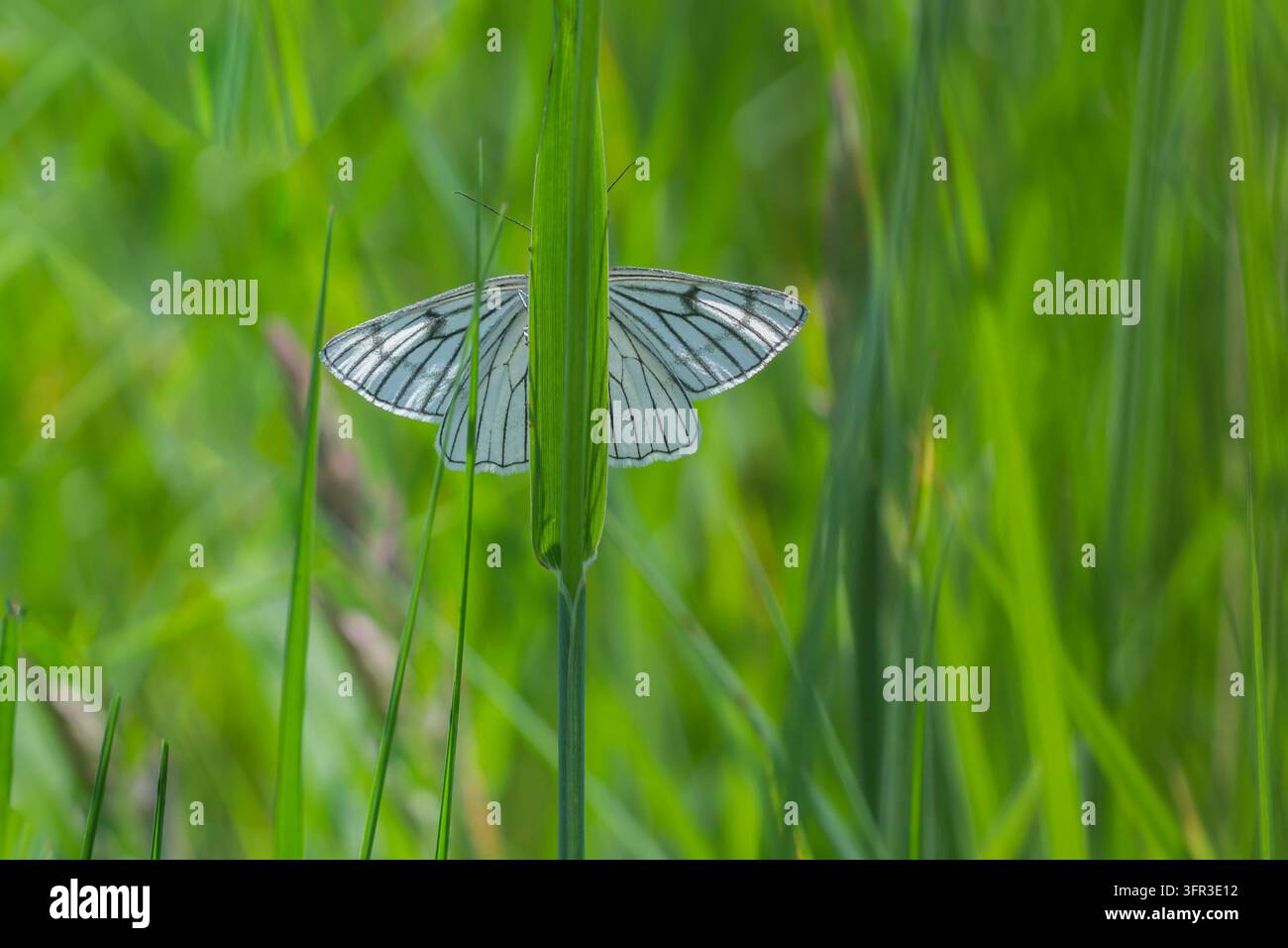 Farfalla Siona lineata con ali bianche segnate da sottili linee scure che riposa tra l'erba alta verde di un habitat naturale di prato Foto Stock