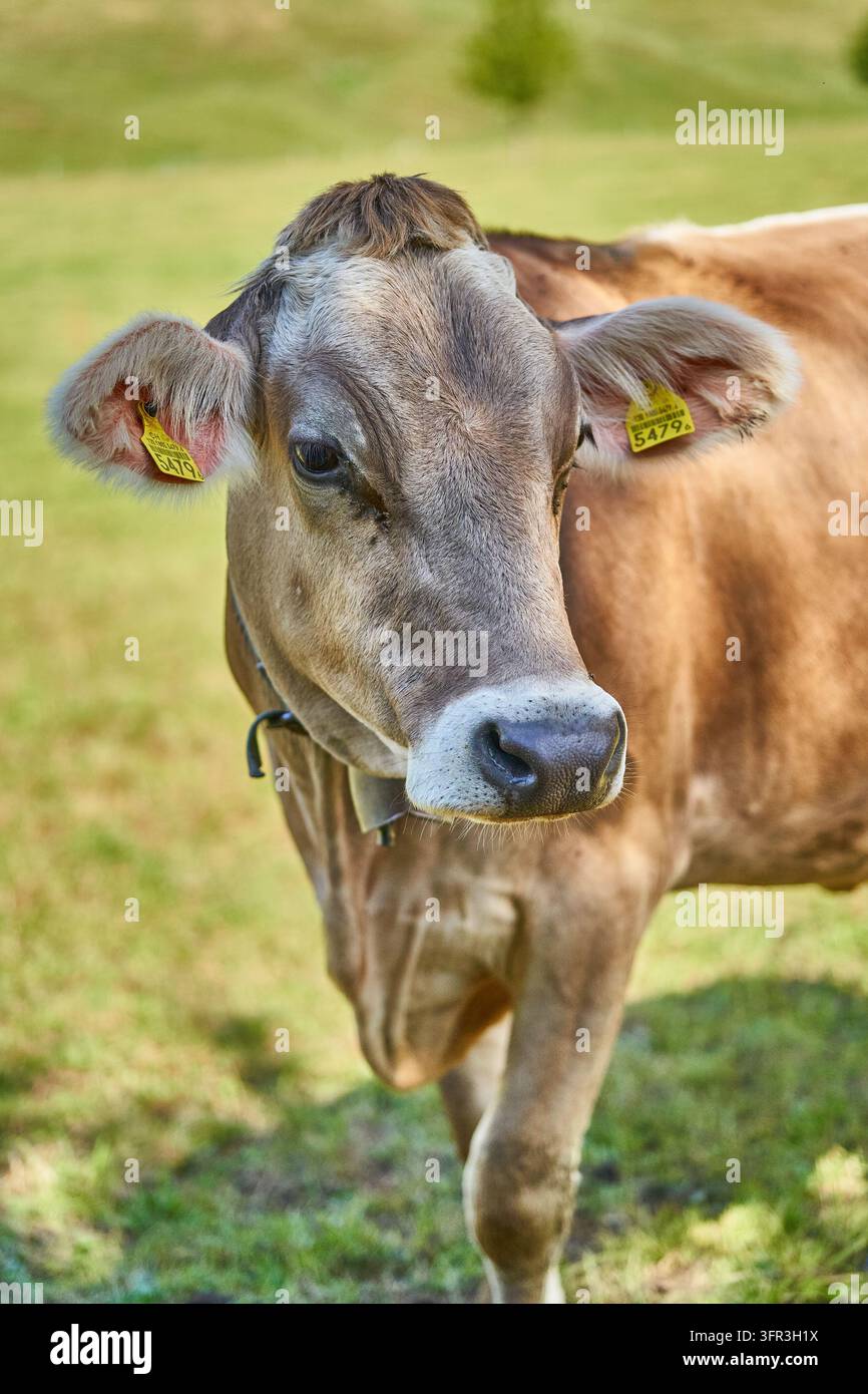 Una mucca marrone con targhette "5479" all'orecchio e una campanella al collo pascola in un pascolo verde all'ombra parziale. Foto Stock