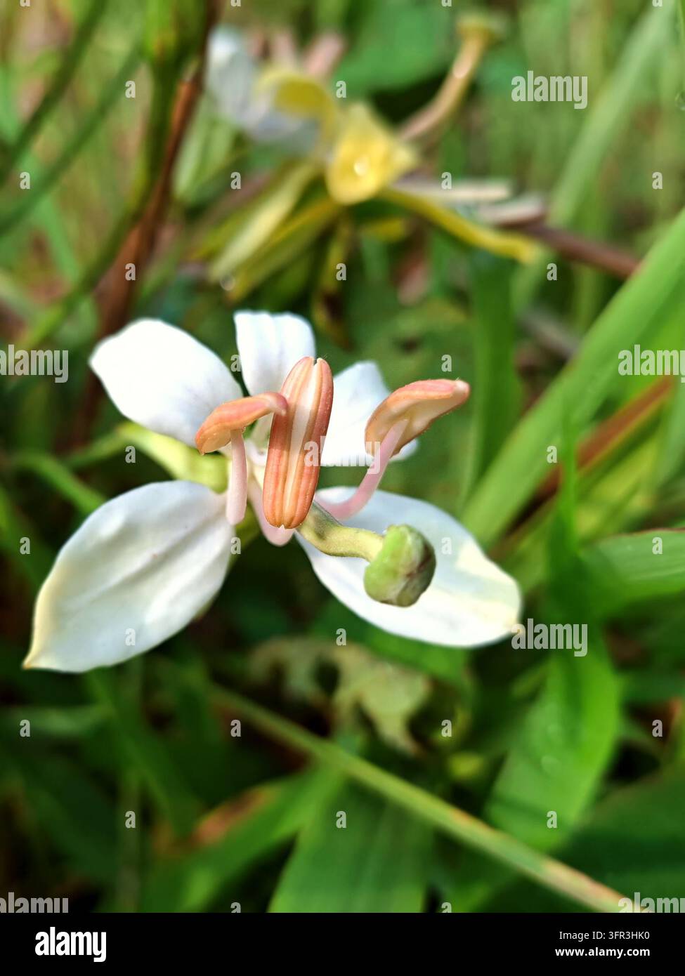Bellissima fioritura di fiori selvatici bianchi con evidenti stami arancioni, fotografia macro naturale dettagliata per il design floreale botanico organico Foto Stock