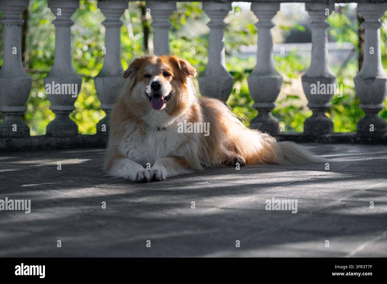 Cane a pelo lungo e soffice in primo piano che rappresenta un concetto di toelettatura canina, cura del manto spesso e salute veterinaria. Foto Stock