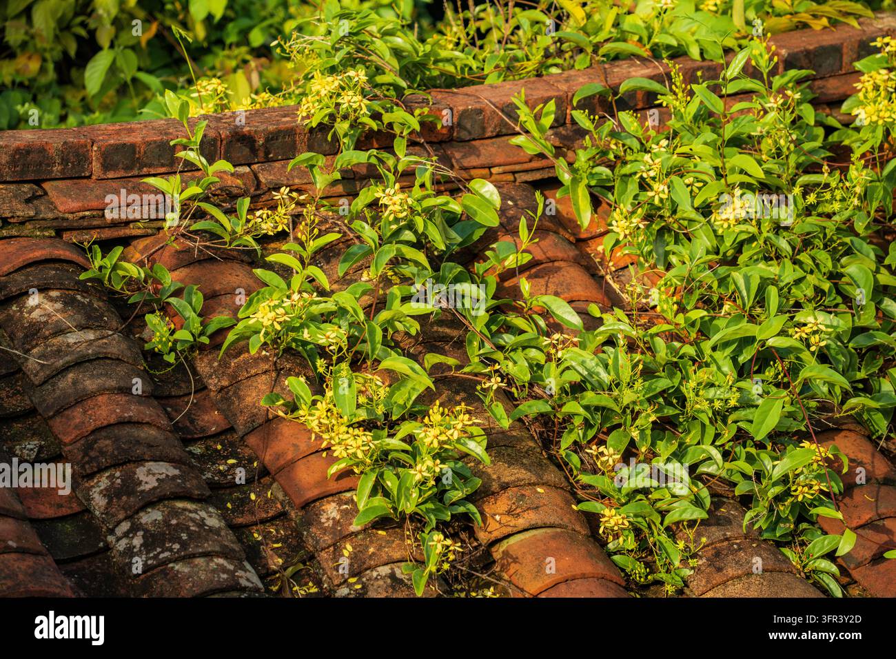 Tegole di tetto tradizionali in argilla ricoperte di vite verdi e piccoli fiori gialli, Dong Lam, Huu Lung, Lang Son, Vietnam Foto Stock