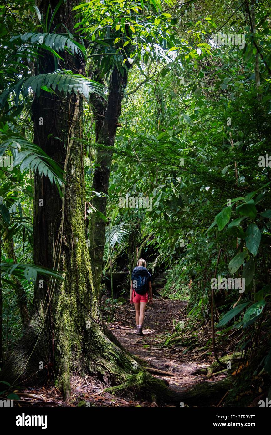 Un escursionista passa accanto a un grande albero lungo un sentiero della foresta pluviale vicino a La Fortuna, Costa Rica. Foto Stock
