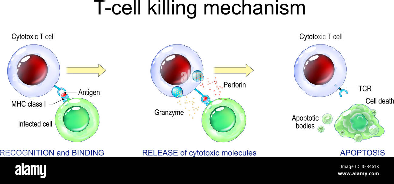 Meccanismo di uccisione delle cellule T. Meccanismo di uccisione citotossica delle cellule T, perforina, granzima e apoptosi della cellula bersaglio. Apoptosi cellulare mediata dalla granzima. Immune r Illustrazione Vettoriale