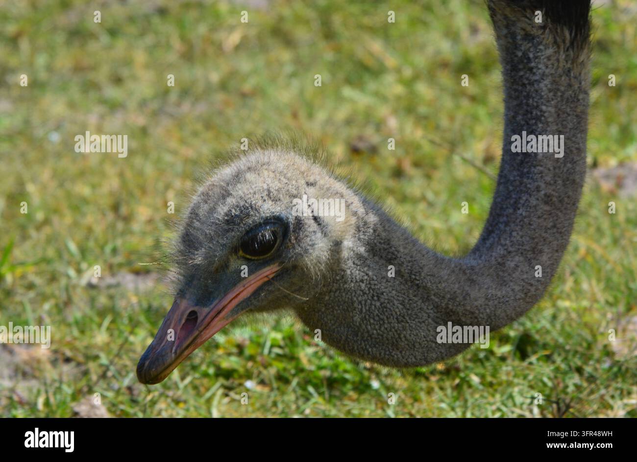 Primo piano di uno struzzo comune Struthio camelus che piega il suo lungo collo a forma di S con la testa vicina al terreno, posa comica con grande occhio scuro Foto Stock