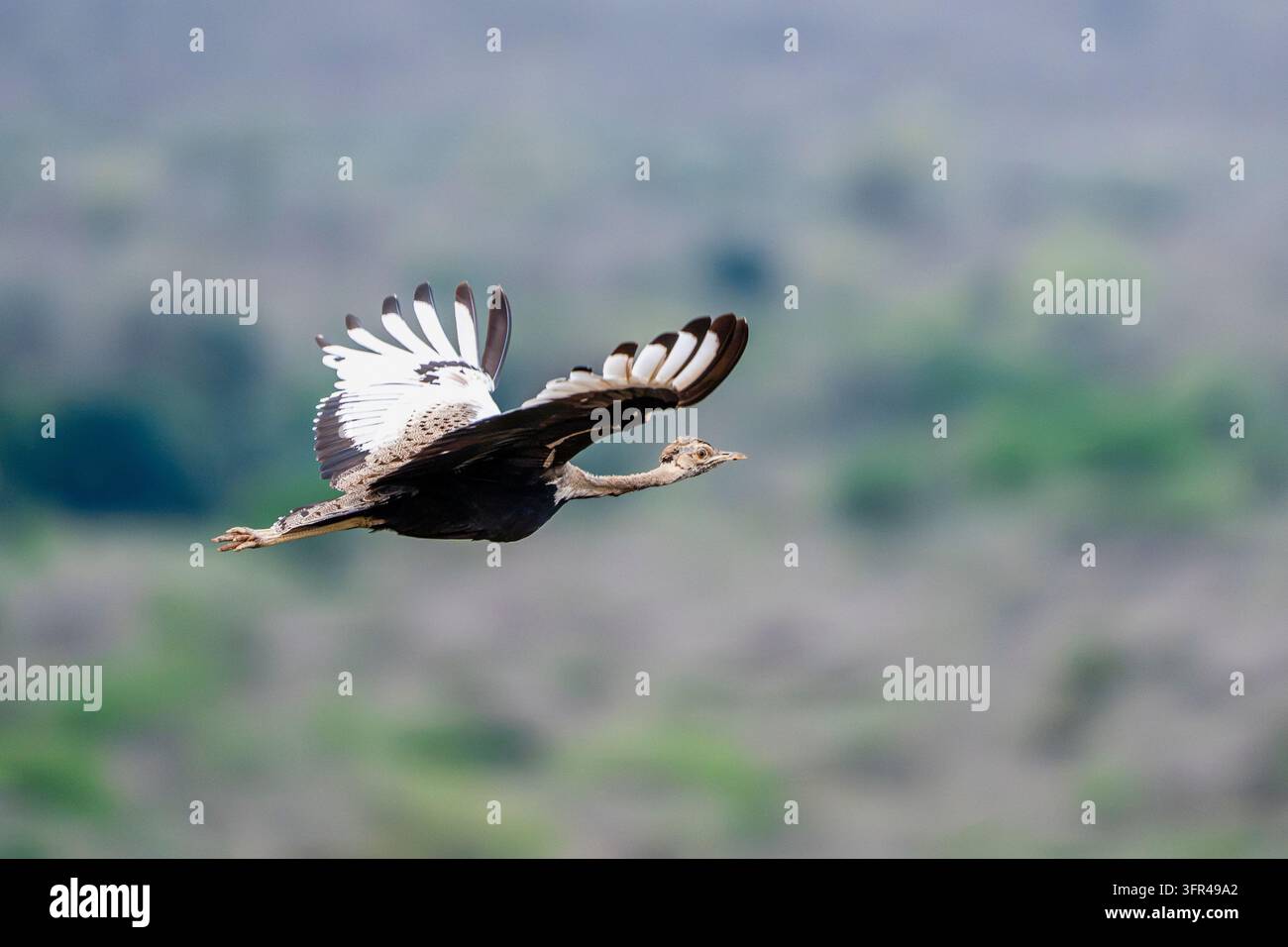Otarda africana catturata di lato con le ali largamente distese mentre attraversa uno sfondo sfocato di savana verde. Foto Stock