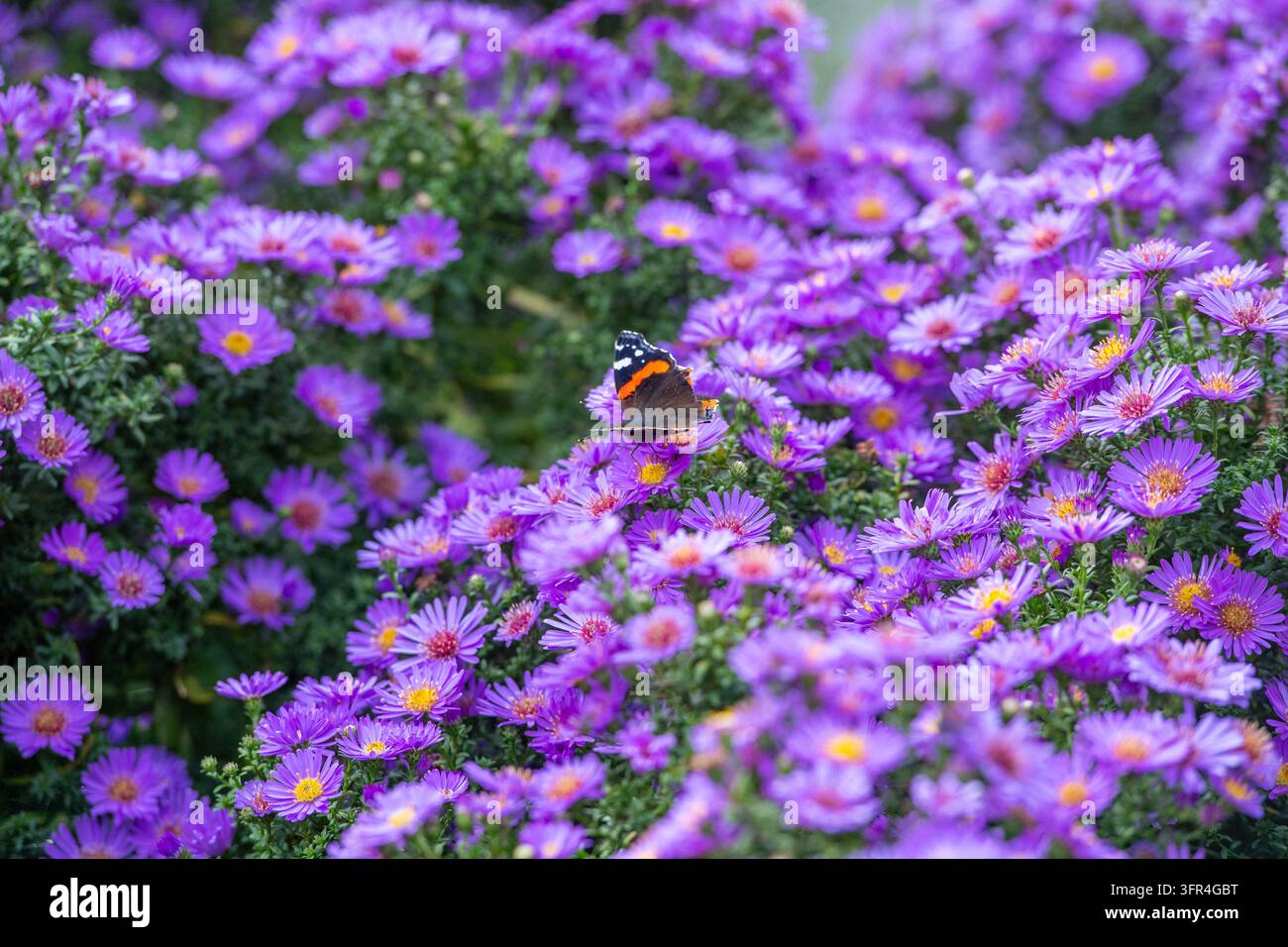 Una farfalla admiral rossa vivace si posa su un grappolo di fiori di aster viola in un giardino soleggiato Foto Stock