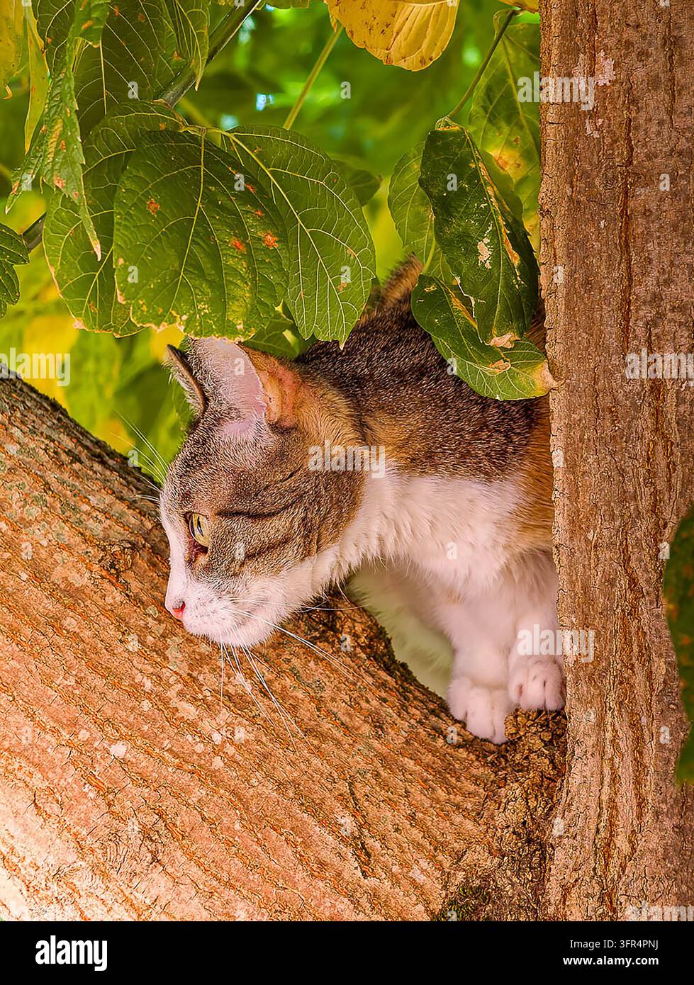 Gatto domestico tigrato con petto bianco che riposa su un tronco d'albero marrone spesso circondato da foglie verdi vibranti. Profilo laterale che mostra occhi acuti, baffi, Foto Stock