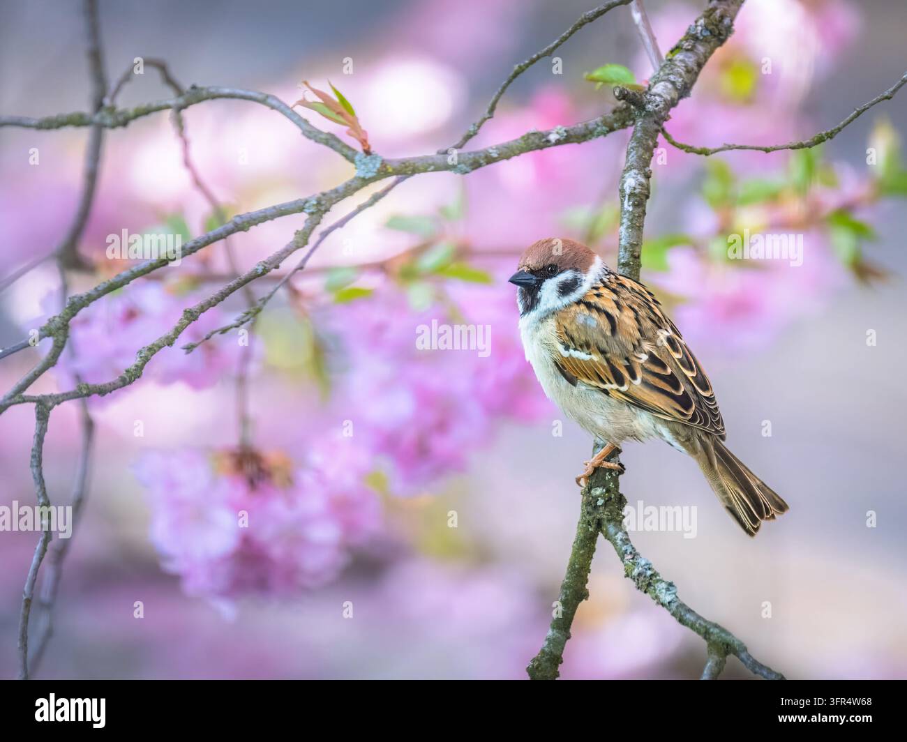 Passero comune eurasiatico appollaiato su un ramo snello circondato da morbidi fiori primaverili rosa. La sua corona castana, guancia bianca con una macchia nera distintiva Foto Stock