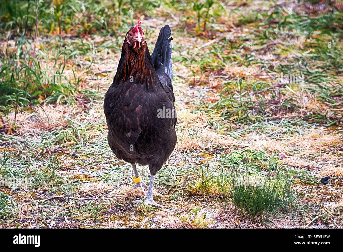Un primo piano di un pollo nero sano che cerca cibo e cammina su un prato verde vibrante in un cortile o in un allevamento a pascolo libero. HDR. Foto Stock