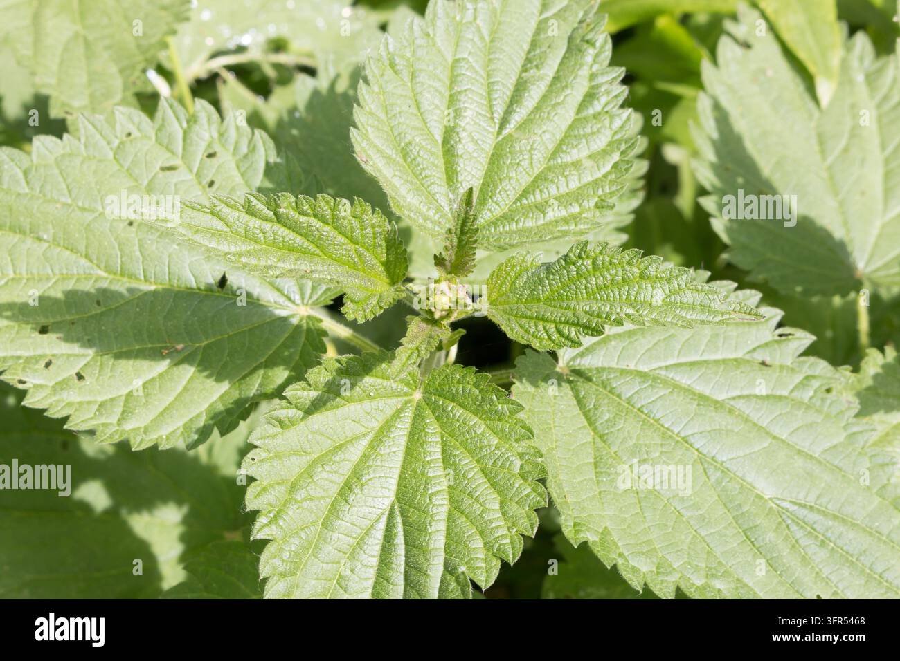Un primo piano dettagliato delle vivaci foglie verdi di una ortica (Urtica dioica), che evidenzia i delicati peli urticanti contro un così Foto Stock