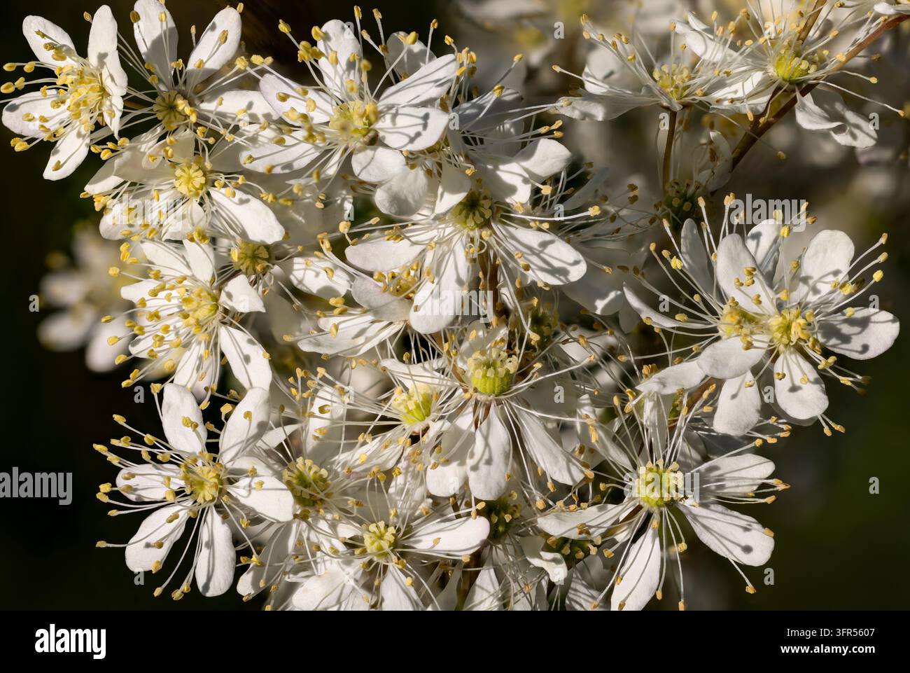 Infiorescenza della drosera a foglie di felce Foto Stock