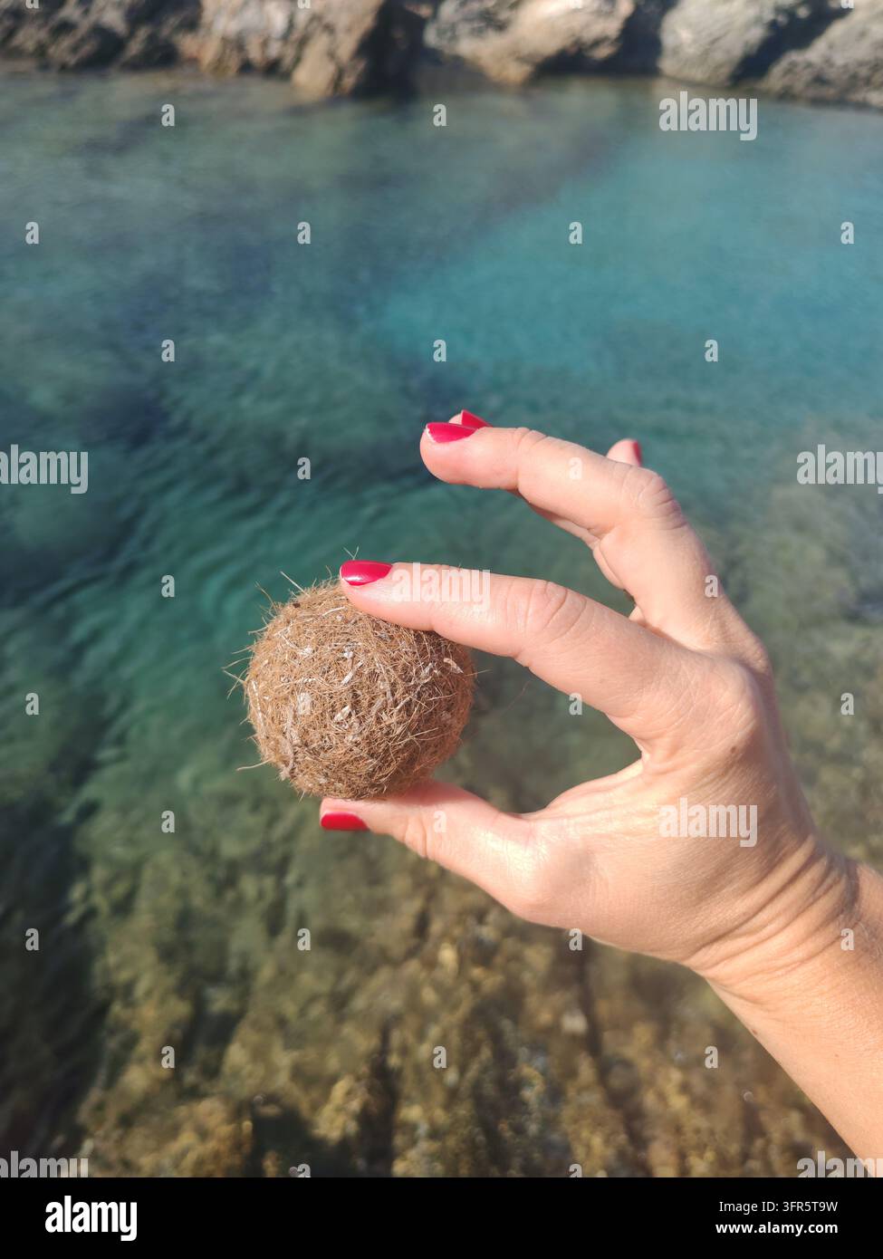 Donna tiene una palla Nettuno realizzata con fibre di Posidonia oceanica, evidenziando i detriti marini naturali, conservazione del mare. Mare sullo sfondo Foto Stock