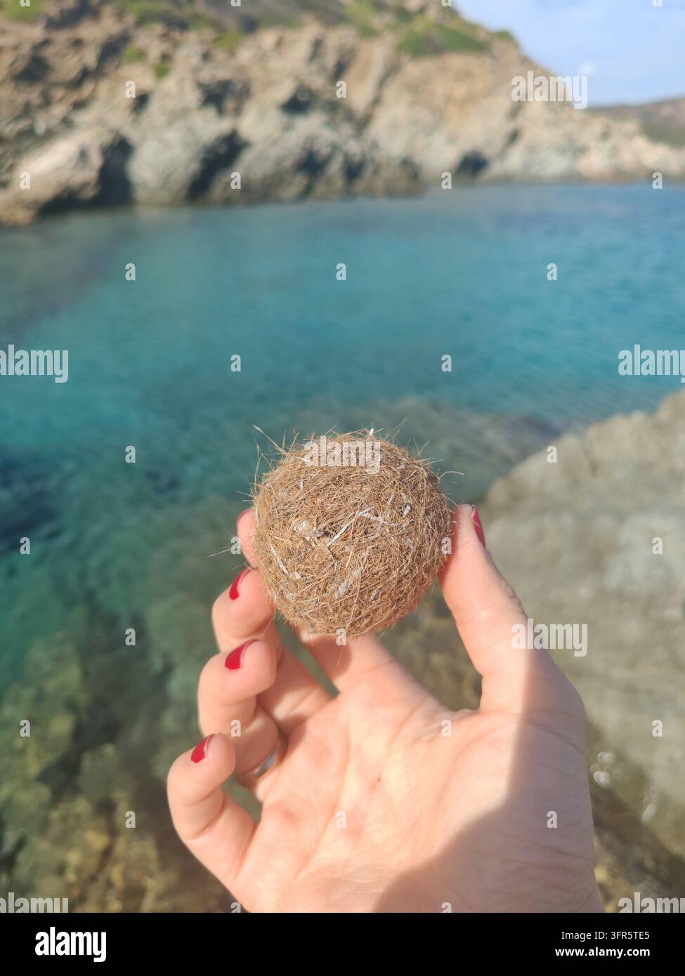 Donna tiene una palla Nettuno realizzata con fibre di Posidonia oceanica, evidenziando i detriti marini naturali, conservazione del mare. Mare sullo sfondo Foto Stock