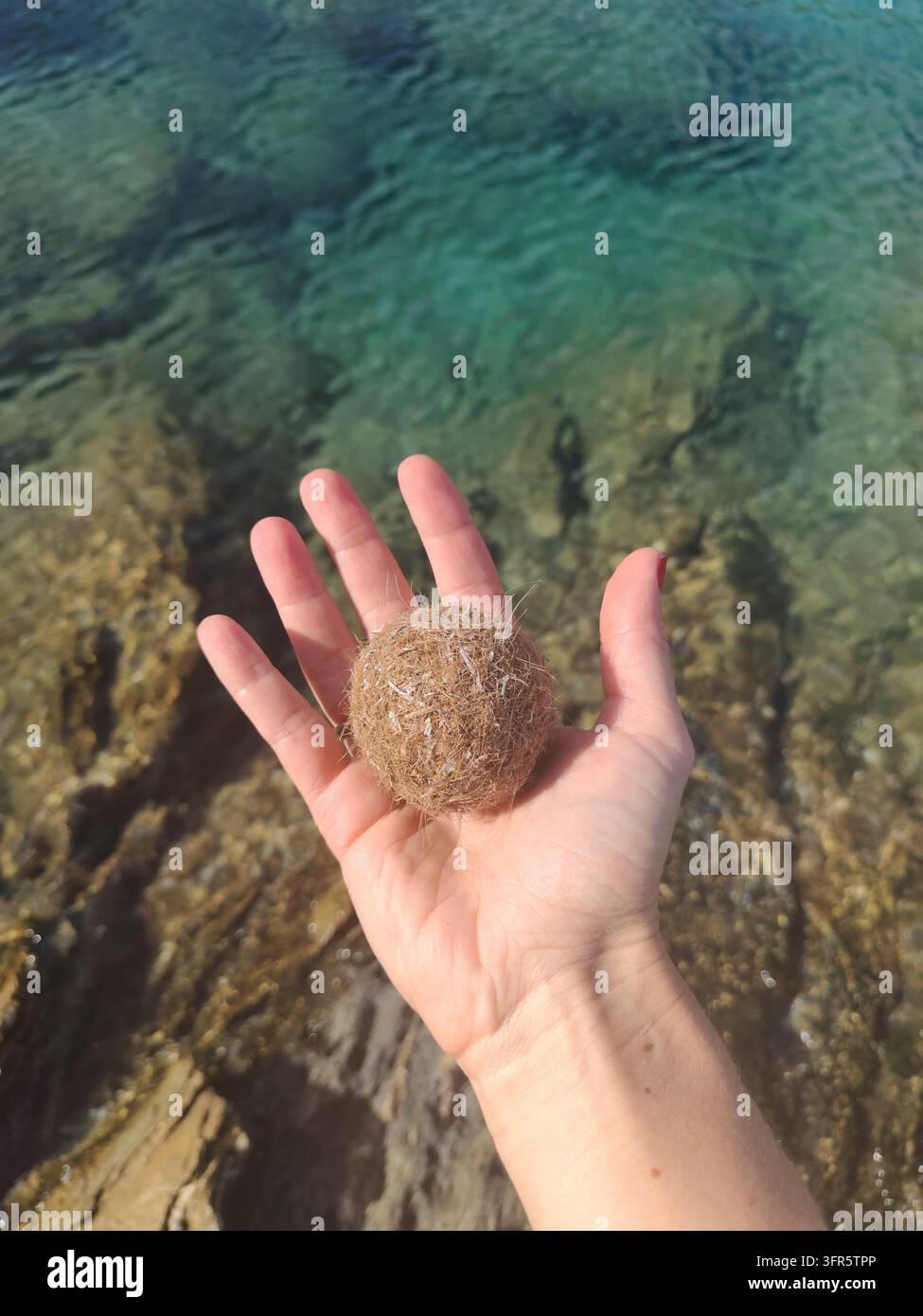Donna tiene una palla Nettuno realizzata con fibre di Posidonia oceanica, evidenziando i detriti marini naturali, conservazione del mare. Mare sullo sfondo Foto Stock