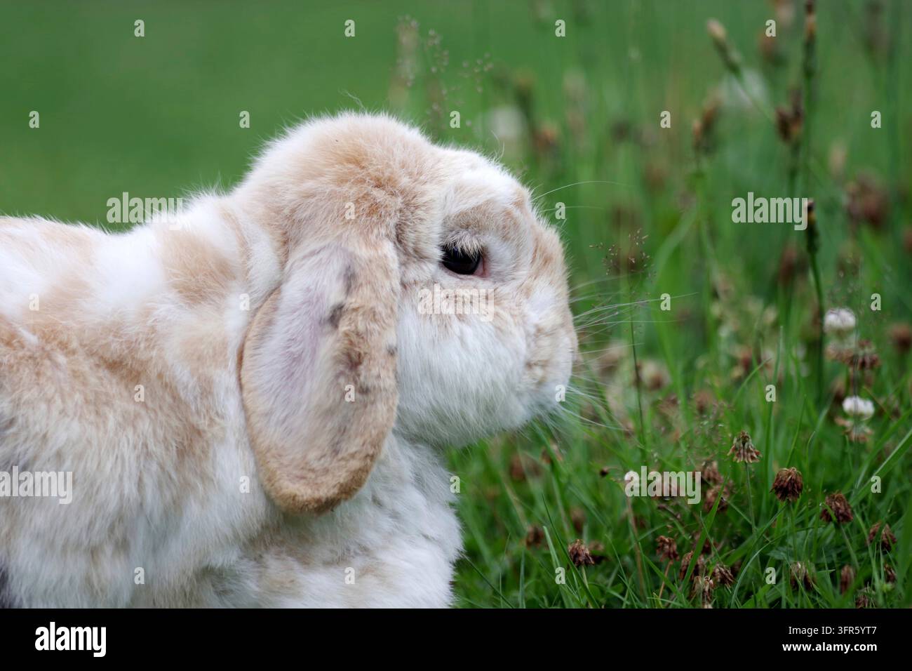 Coniglio (Oryctolagus cuniculus forma domestica), coniglio ram, profilo laterale, all'aperto Foto Stock