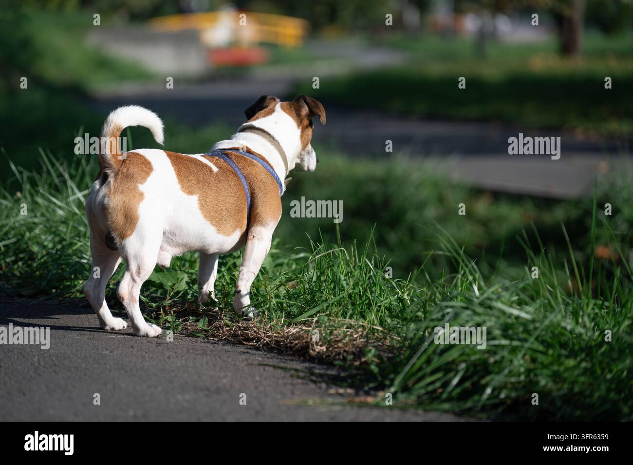 • Avventura canina all'aperto in primo piano che rappresenta un localizzatore di navigazione per animali domestici, vacanze con animali e concetto di stile di vita attivo per animali domestici. Foto Stock