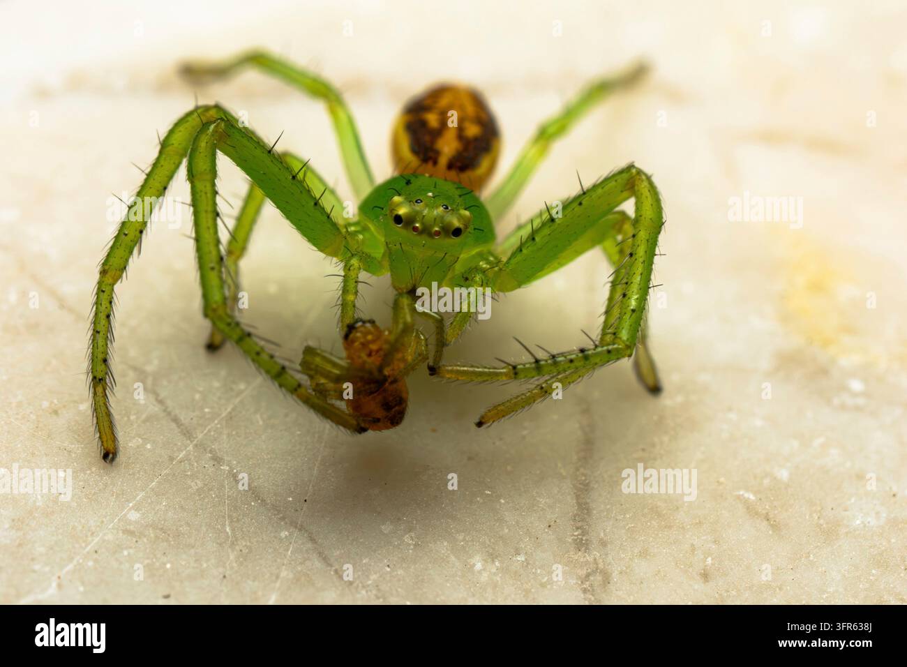 Ragno granchio verde (Diaea dorsata), su pietra con preda, Francoforte, Assia, Germania Foto Stock