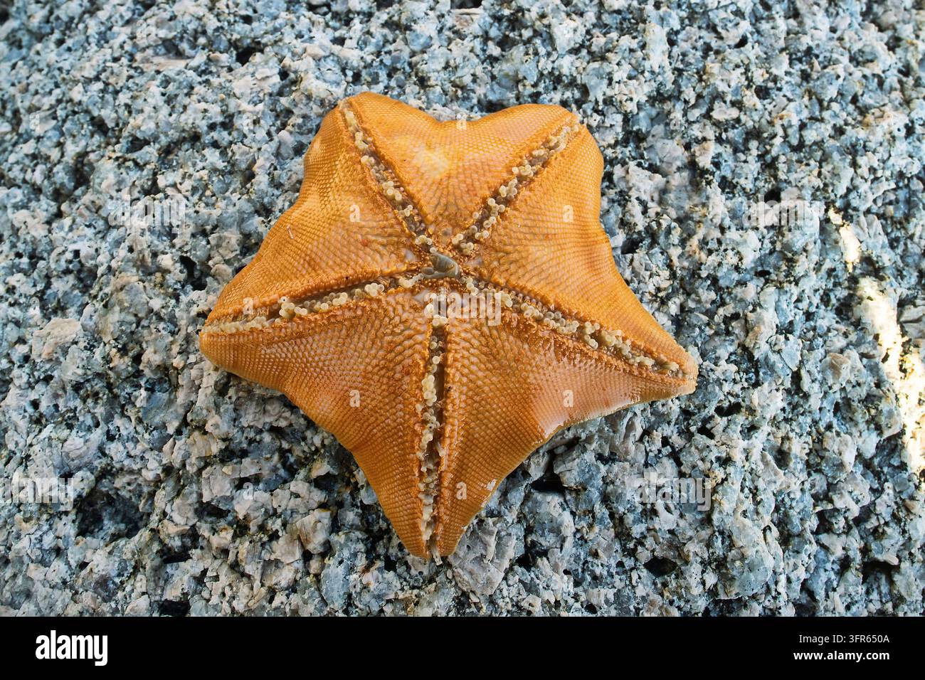 Stella marina (Patiria pectinifera, rossa). Mare del Giappone. Costa siberiana, Estremo Oriente. Scavatori onnivori, predatori. Alla scoperta di un cadavere di grandi animali, il Foto Stock