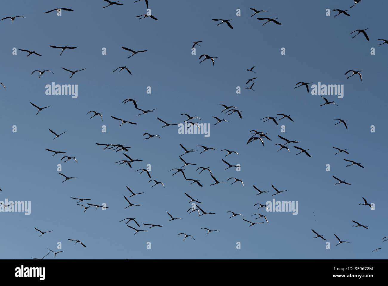 Balletto celeste: Stormo di fenicotteri nell'abbraccio azzurro. In un ballo celeste, i fenicotteri adornano il cielo azzurro con eleganza, le loro silhouette dipingono un e Foto Stock