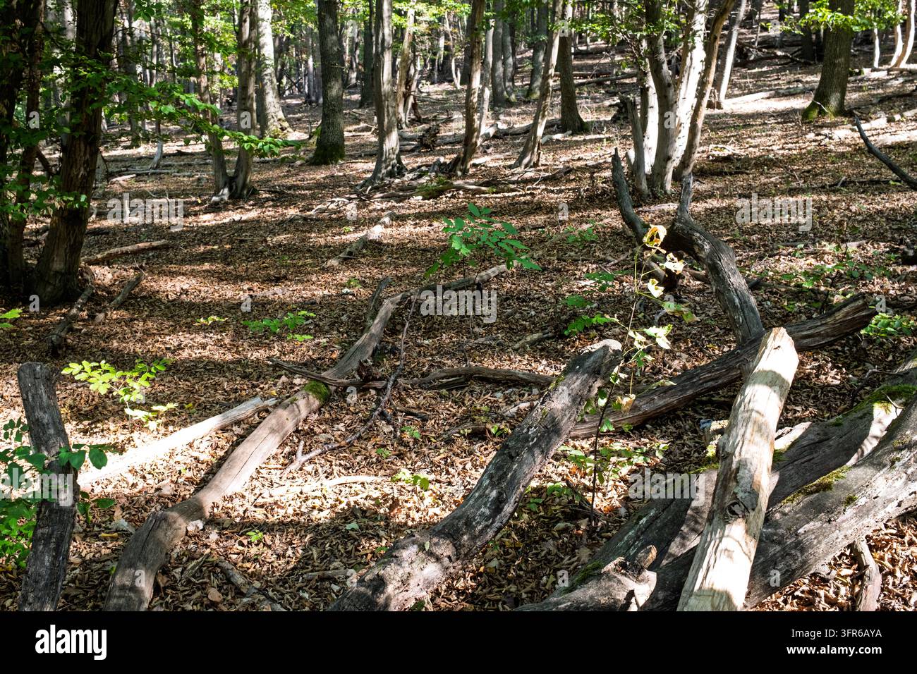 In questa foresta serena, i tronchi caduti si decompongono sul terreno del bosco, nutrendo naturalmente il suolo per aiutare le nuove piante a crescere sotto il caldo bagliore della luce screziata Foto Stock