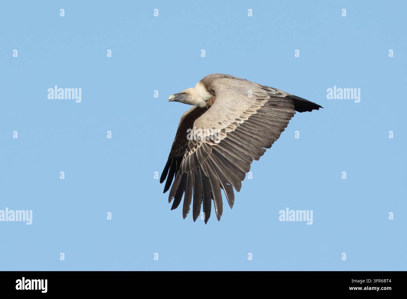 Gipirro adulto (Gyps fulvus) in volo nel cielo azzurro mostrato di lato, trovato in Baviera, Germania Foto Stock