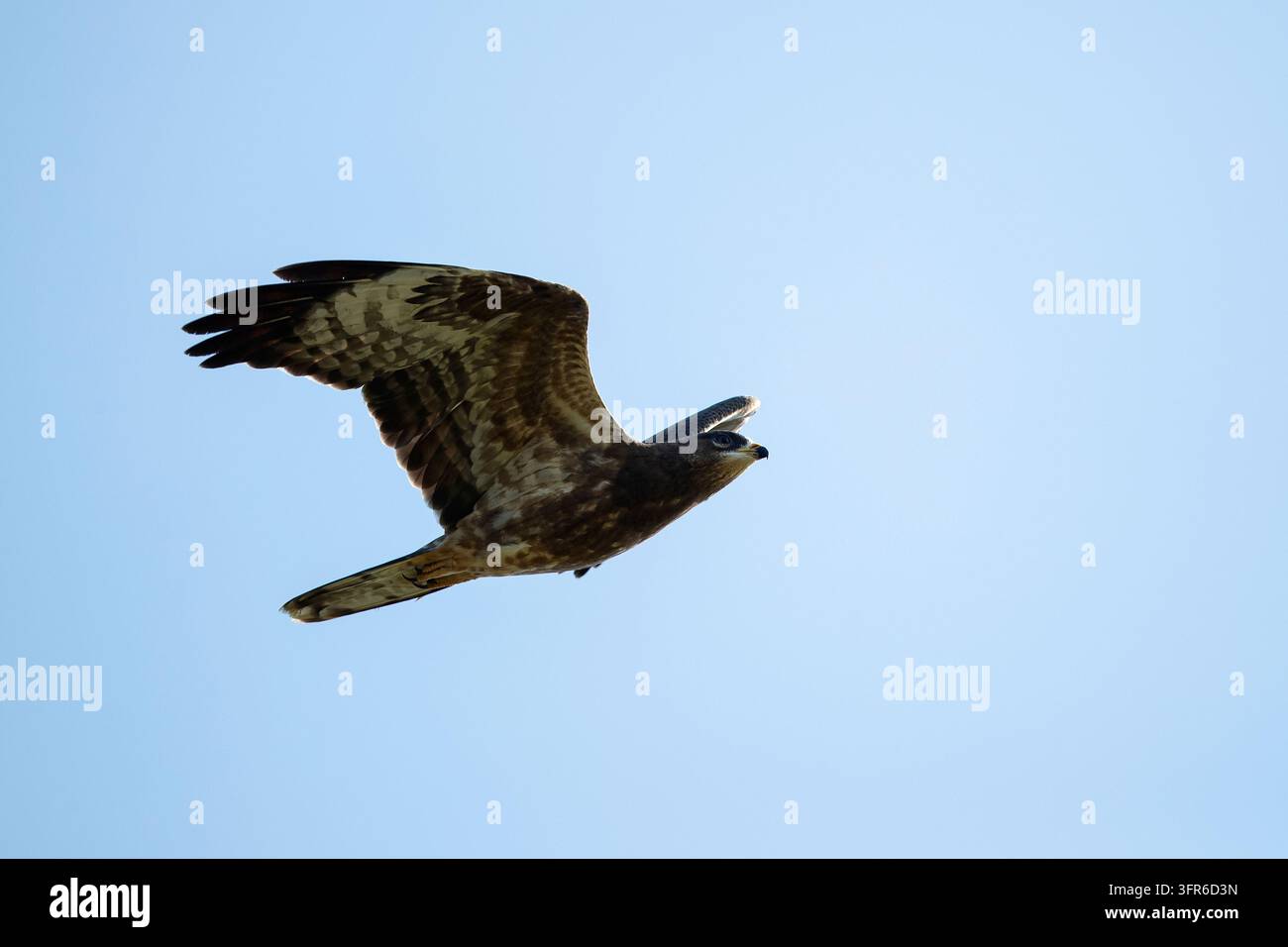 Giovane avvoltoio europeo (Pernis apivorus) di morfologia scura in volo, trovato durante la migrazione autunnale a Falsterbo in Svezia Foto Stock