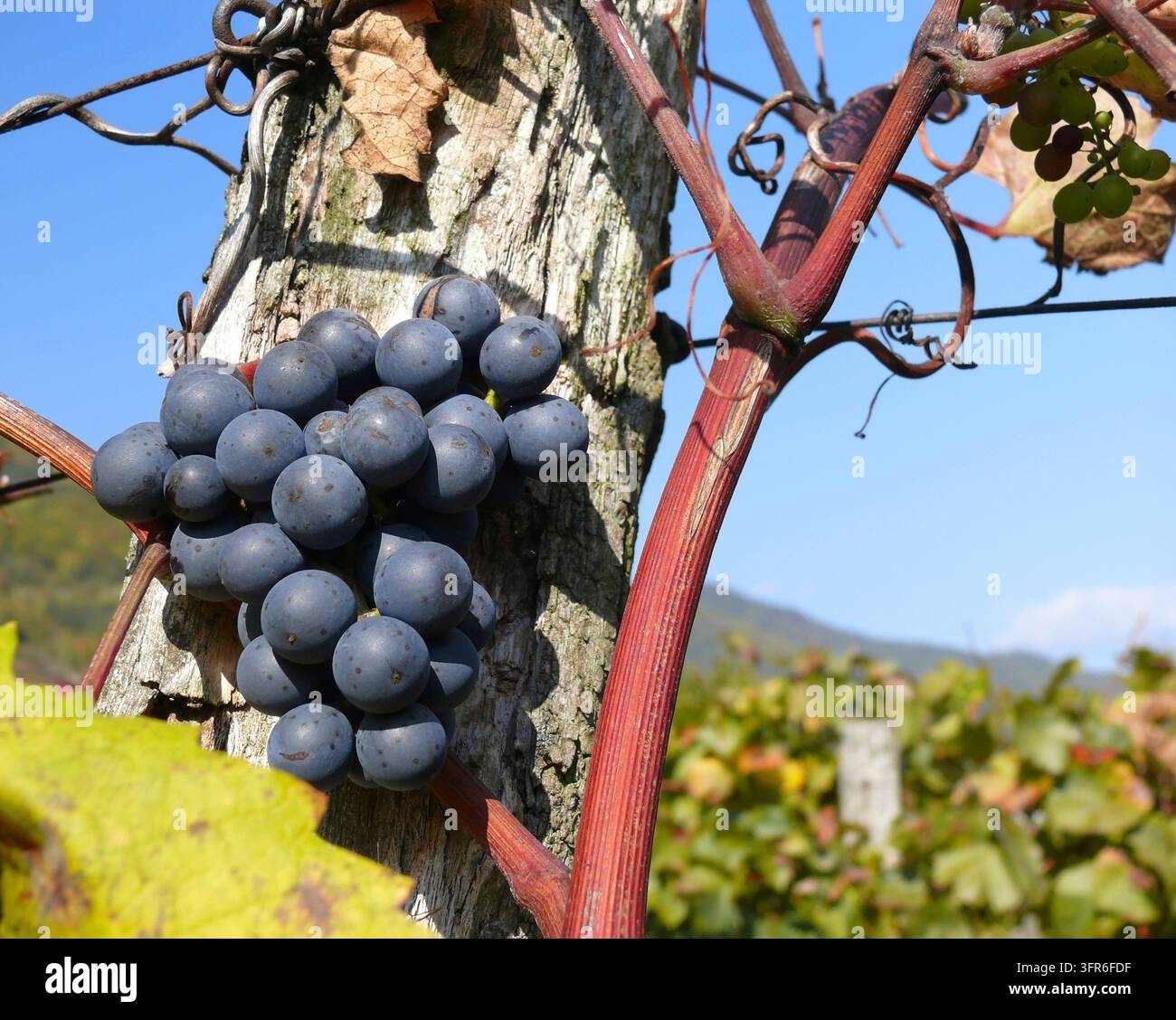 Uva blu nel vigneto, primo piano Uva rossa in un vigneto, valle del Danubio, Austria, primo piano Foto Stock