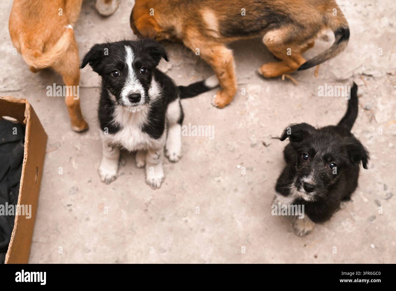 Cani meticci. Cuccioli meticci che guardano la telecamera Foto Stock