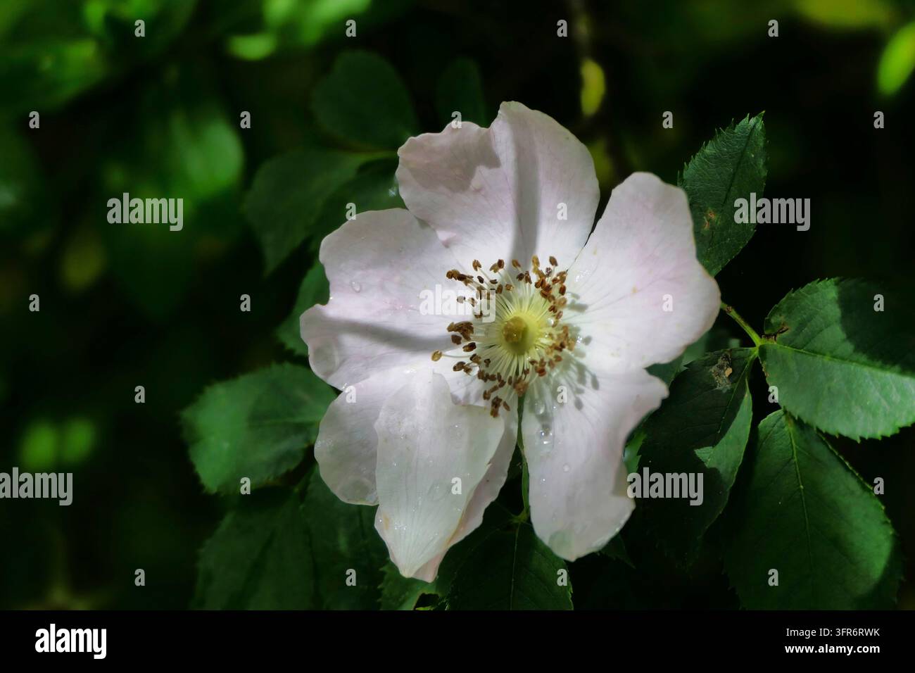 Primo piano di una rosa bianca (Rosa canina) ricoperta di gocce di pioggia. Una potente rosa selvatica rampicante conosciuta ai tempi di Shakespeare come eglantina Foto Stock