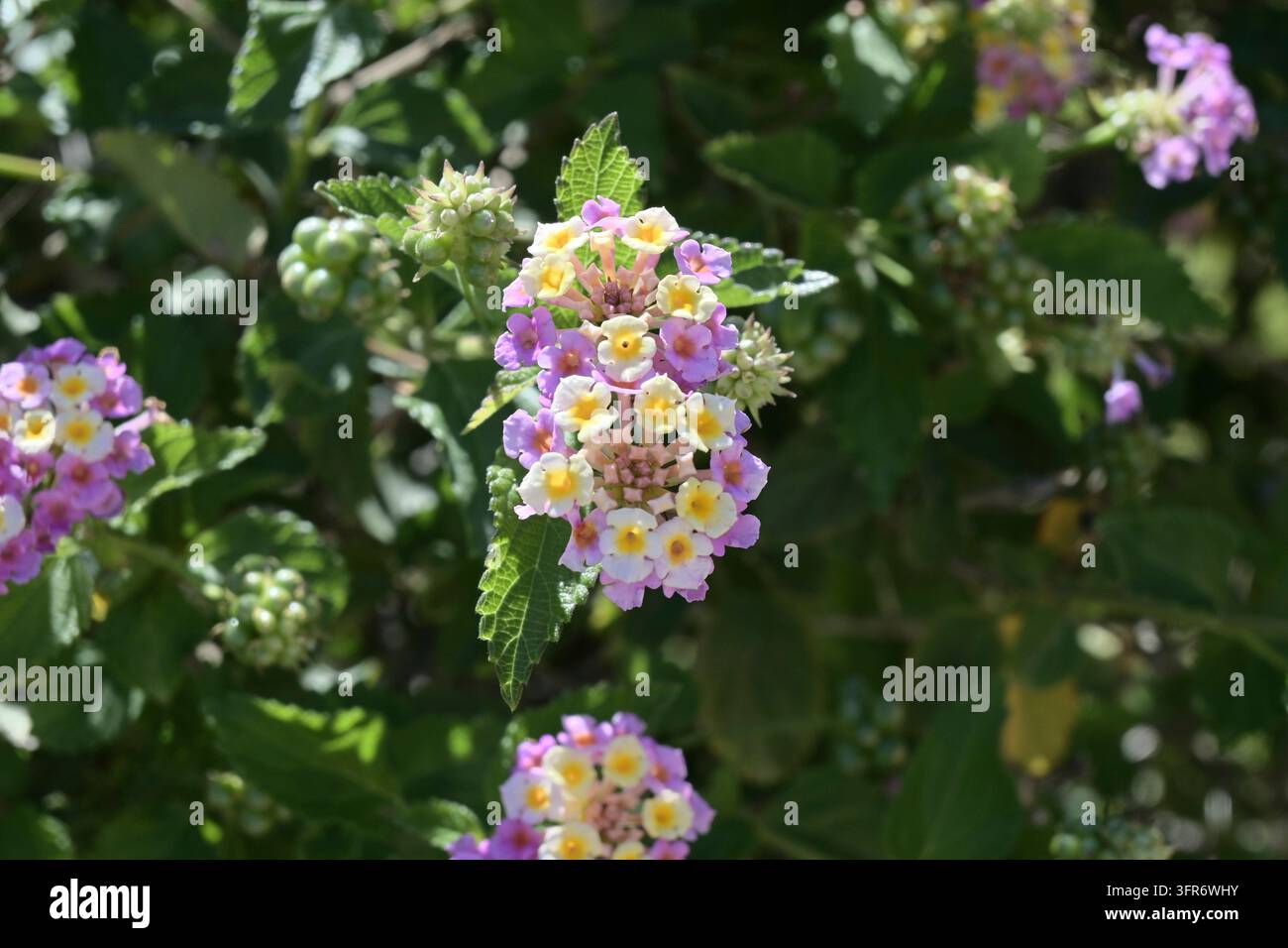 Solanum crispum glasnevin, albero di patate cileno Foto Stock